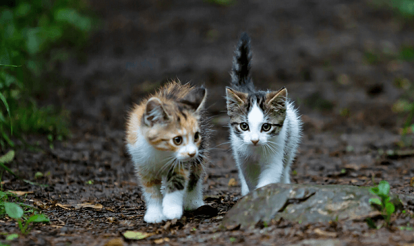 Zwei kätzchen, die zusammen spazieren gehen, repräsentieren das kittenfishing